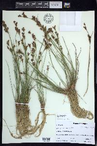 Juncus brevicaudatus image