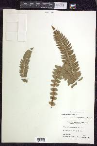 Polystichum lonchitis image