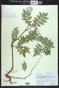 Sorbus aucuparia image