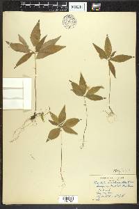 Trientalis borealis image