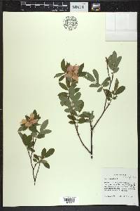 Rosa palustris image