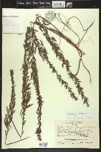 Lespedeza virginica image