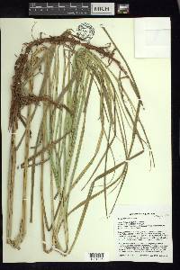 Carex trichocarpa image