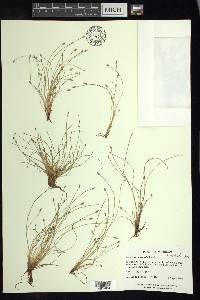 Eleocharis intermedia image