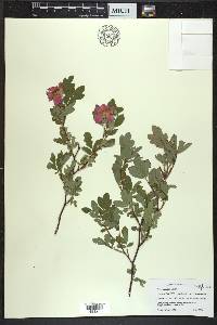 Rosa palustris image