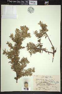 Taxus canadensis image