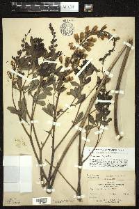 Baptisia alba var. macrophylla image