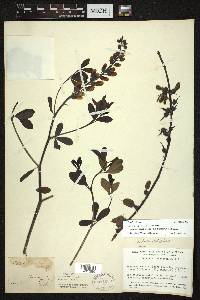 Baptisia alba image