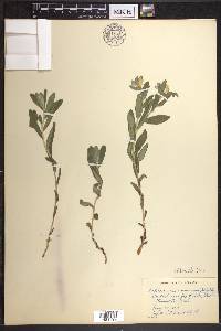 Lithospermum canescens image