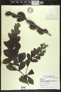 Baptisia australis image