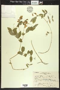 Lathyrus ochroleucus image