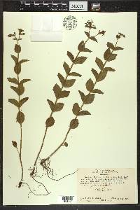 Rhexia virginica image