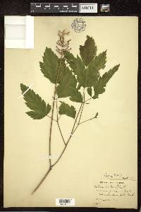 Actaea pachypoda image