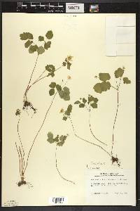 Thalictrum thalictroides image