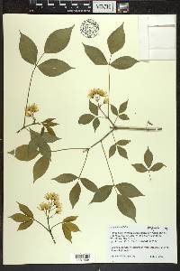 Staphylea trifolia image