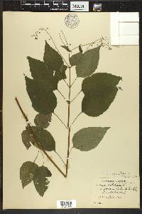 Circaea canadensis image