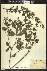 Baptisia alba image