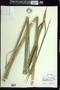 Typha angustifolia image