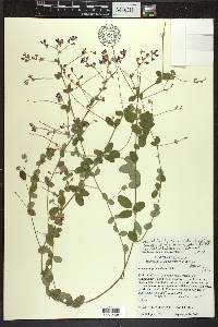 Lespedeza procumbens image