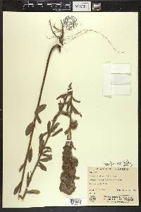 Lespedeza capitata image