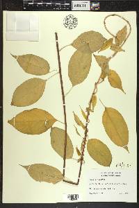 Celastrus scandens image