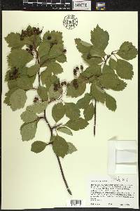 Crataegus douglasii image