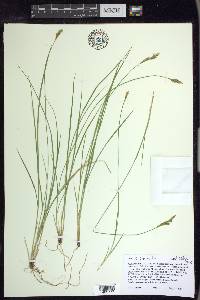 Carex bromoides image