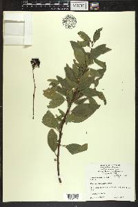 Ceanothus herbaceus image