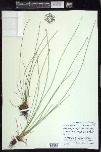 Eleocharis melanocarpa image