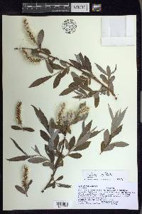 Salix alba image