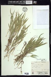 Dichanthelium ovale subsp. praecocius image