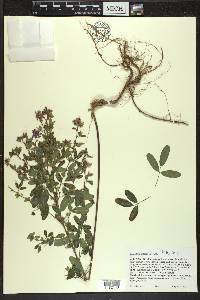 Lespedeza violacea image