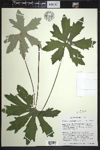 Petasites frigidus image