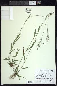 Dichanthelium acuminatum subsp. spretum image