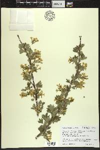 Ribes odoratum image