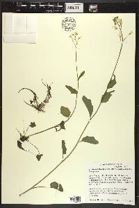 Cardamine bulbosa image