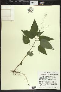 Circaea canadensis image