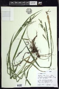 Carex scabrata image