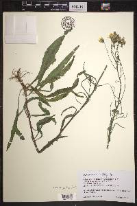 Crepis tectorum image