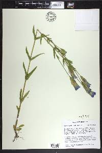 Gentianopsis crinita image