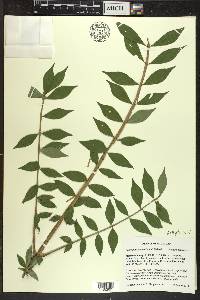 Euonymus alatus image