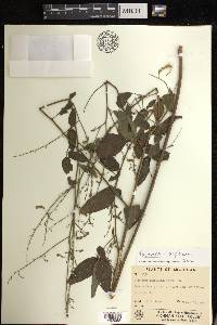 Desmodium perplexum image