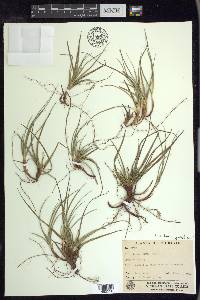 Carex tonsa image