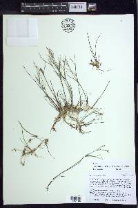 Juncus pelocarpus image