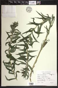 Lithospermum officinale image