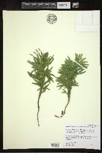 Dendrolycopodium dendroideum image