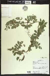 Rosa multiflora image