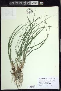 Carex swanii image