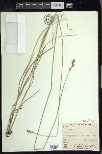 Carex bicknellii image