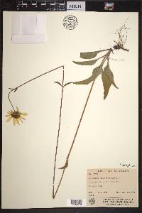 Helianthus occidentalis image